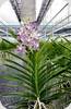 Vanda Kryra Green